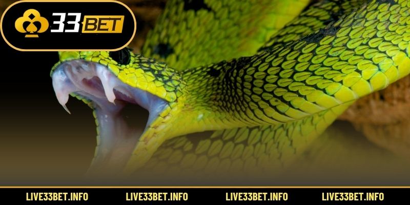 Điềm báo tinh thần khi gặp rắn trong mơ