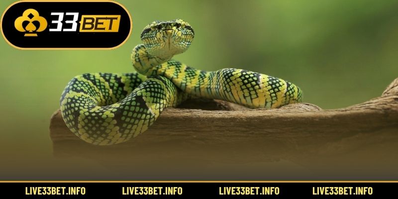 Giải mã giấc mơ rắn theo từng màu