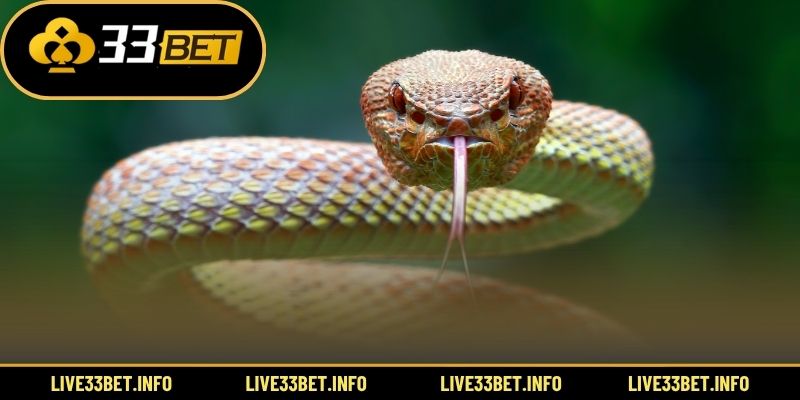 Ý nghĩa các trường hợp mơ thấy rắn